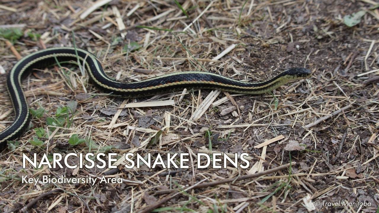 The world's largest gathering of snakes: Narcisse Key Biodiversity Area