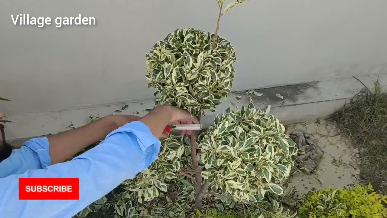 How to do starlight ficus plant cutting, shaping and designing | Easy way to give beautiful shape...