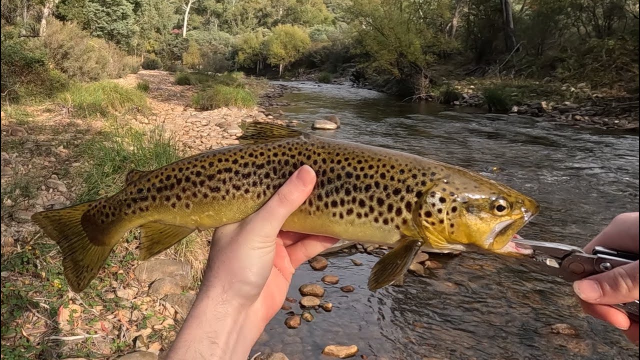 Early Morning Trout Adventure