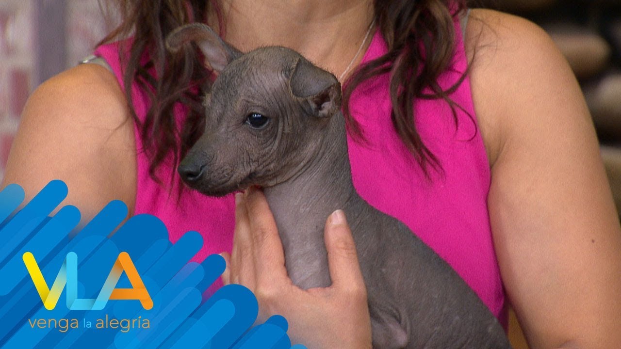 Xoloitzcuintles: todo lo que debes saber de estos perritos | Venga la Alegría