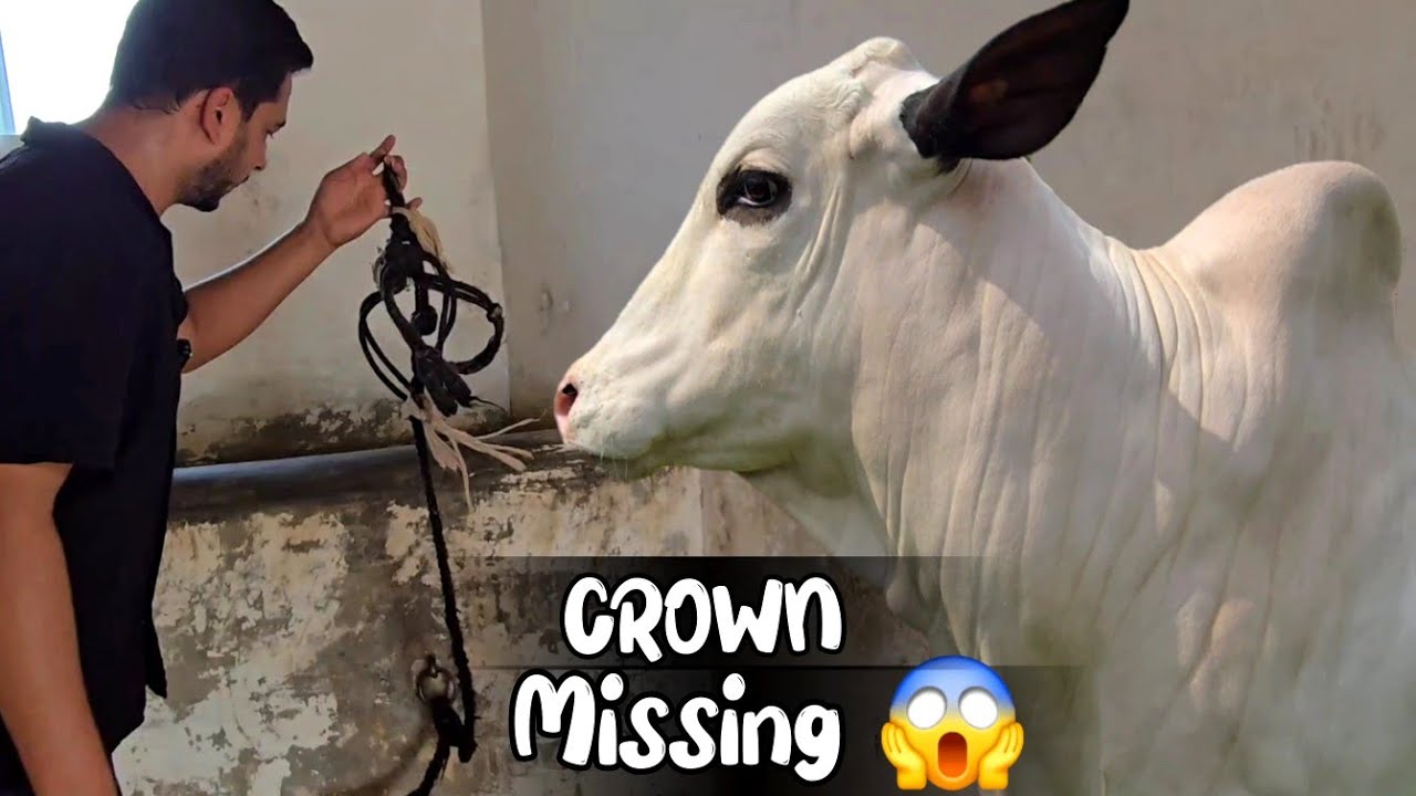 Crown aaj ghr say bahr bhag giya 😢 - Aaj hum sub bohat preshan ho gae 💔 - JNTV Vlogs