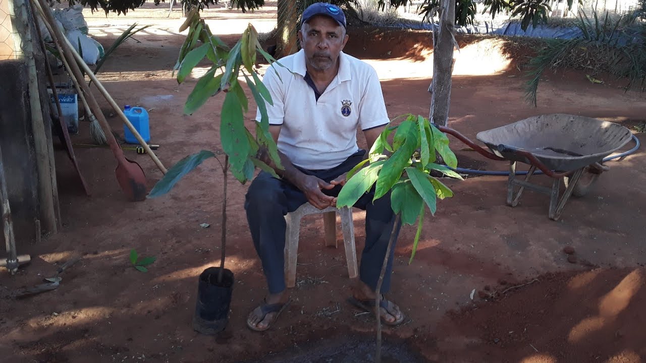 Como fazer Cova para Plantio de Frutíferas