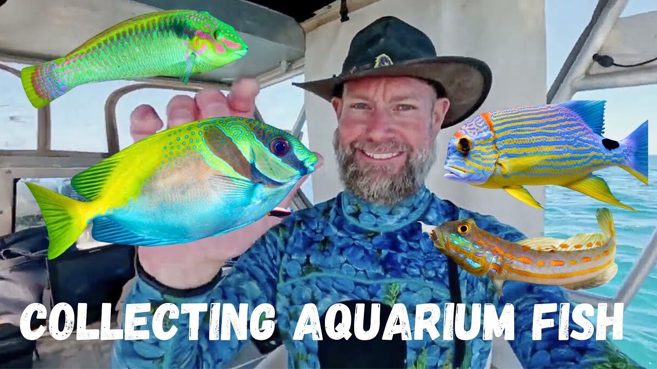 Catching AUSTRALIAN SALTWATER AQUARIUM FISH Ep 4 #catchingaquariumfish #catchingfishes