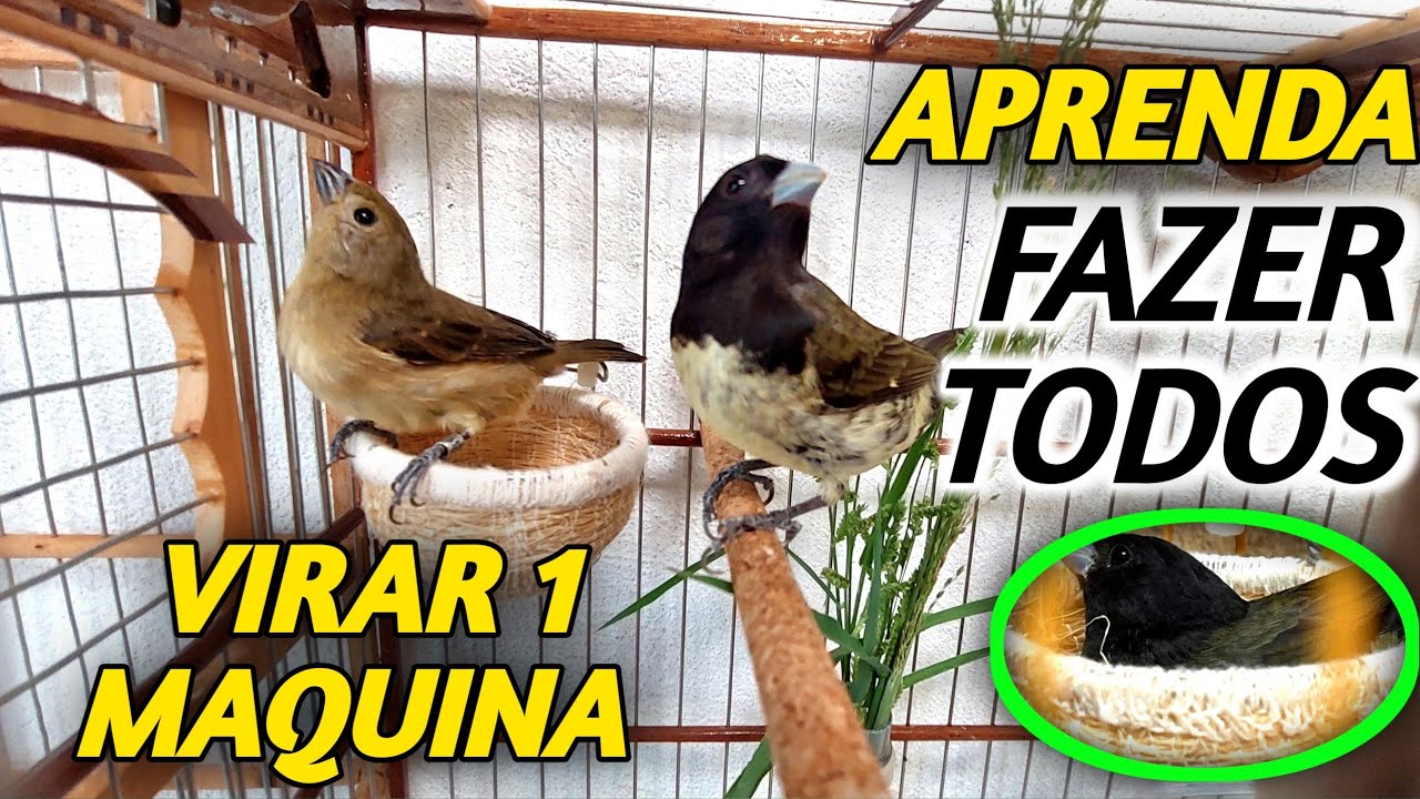 Fazendo qualquer papa capim baiano CASAR com a fêmea mais rápido