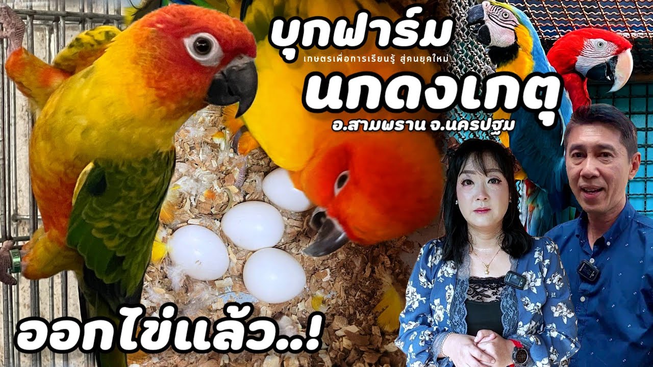 บุกฟาร์ม | นกดงเกตุ(ฟาร์มนกแก้ว) มีหลากหลายสายพันธุ์มากๆ จากการที่อยากเลี้ยงเล่นๆ จนเป็นอาชีพหลัก