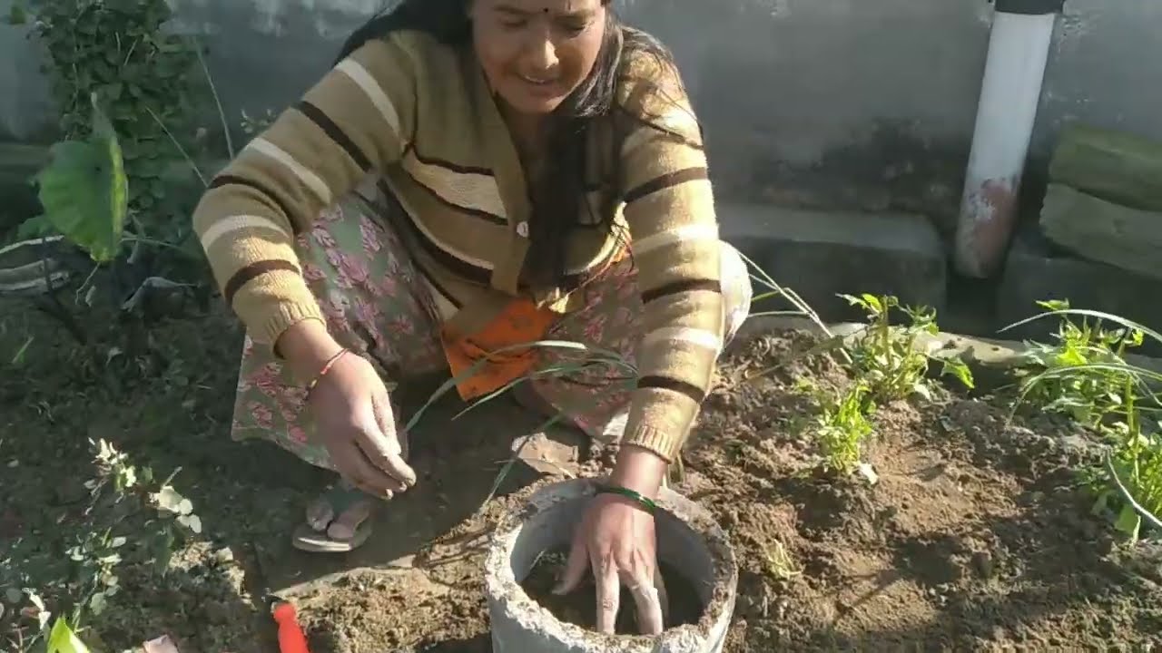 Kyari ki gudaai