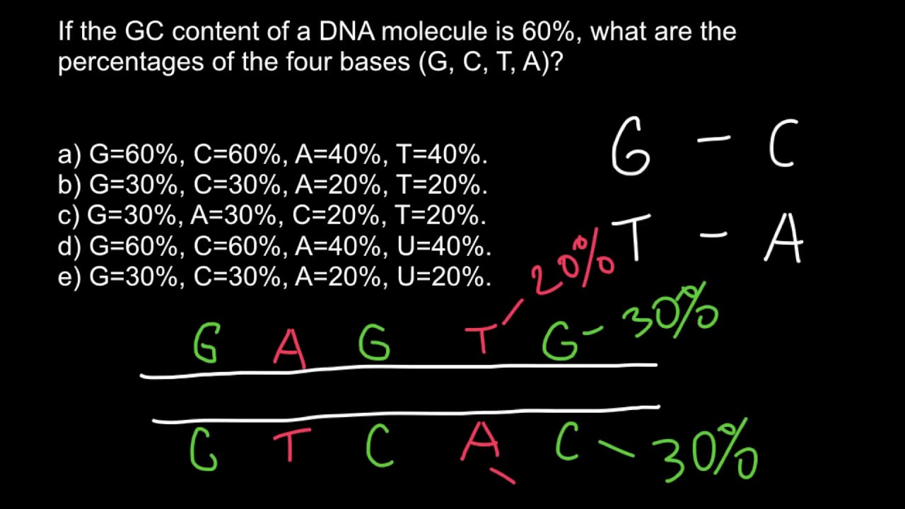 How to find percent of the bases in DNA (Chargaff's rule)