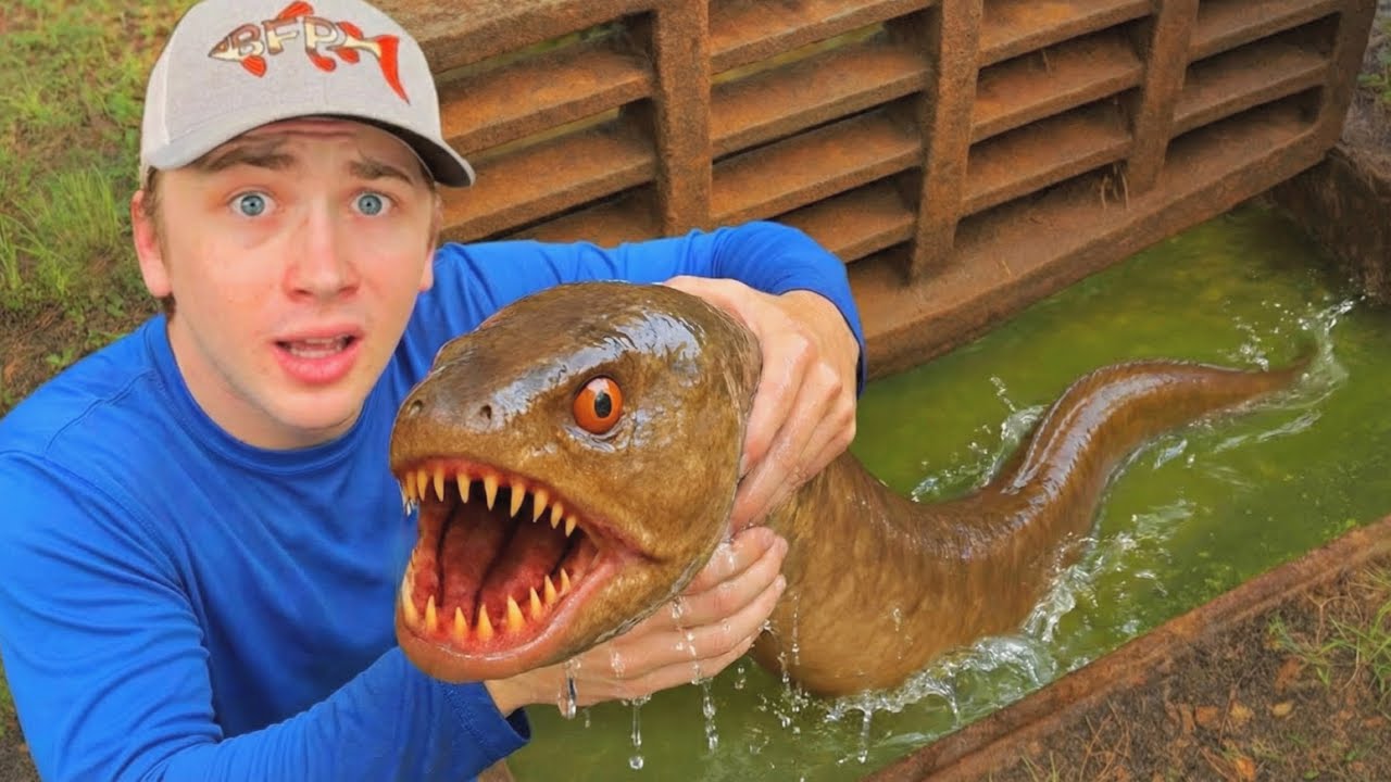 &iexcl;Descubr&iacute; una alcantarilla llena de peces alien&iacute;genas!