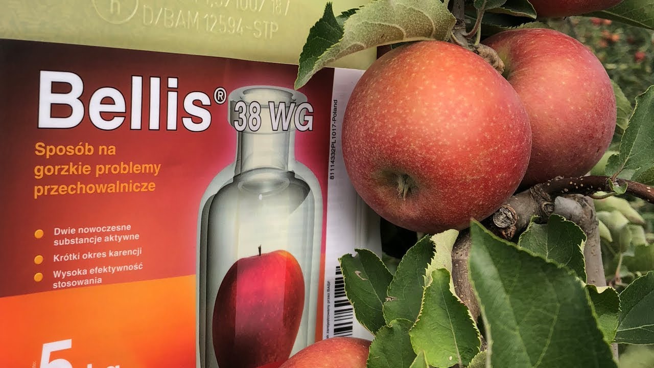 Bellis® 38 WG - zalecenia stosowania [dr Jacek Lewko - BASF]