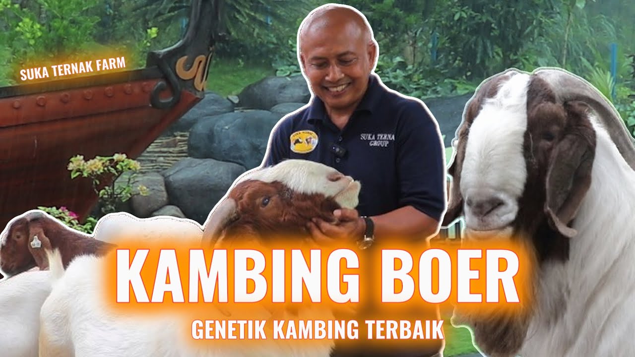 TERNAK KAMBING BOER DI ATAS GUNUNG DENGAN PENUH CINTA - SUKA TERNAK FARM