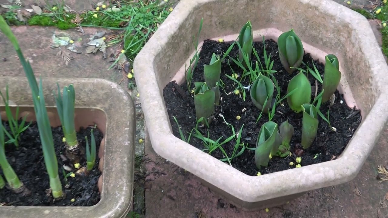 Mother Nature's Awakening: Spring Has SPRUNG!!!  First Glimpse of Daffodils, Hyacynths and Tulips.