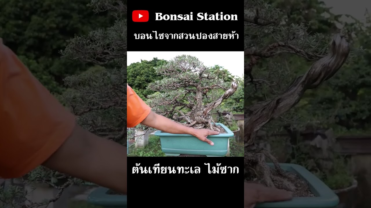 เทียนทะเลซากธรรมชาติ #bonsaithai #บอนไซไทย #bonsai #บอนไซ #สวนบอนไซ #bonsaigarden