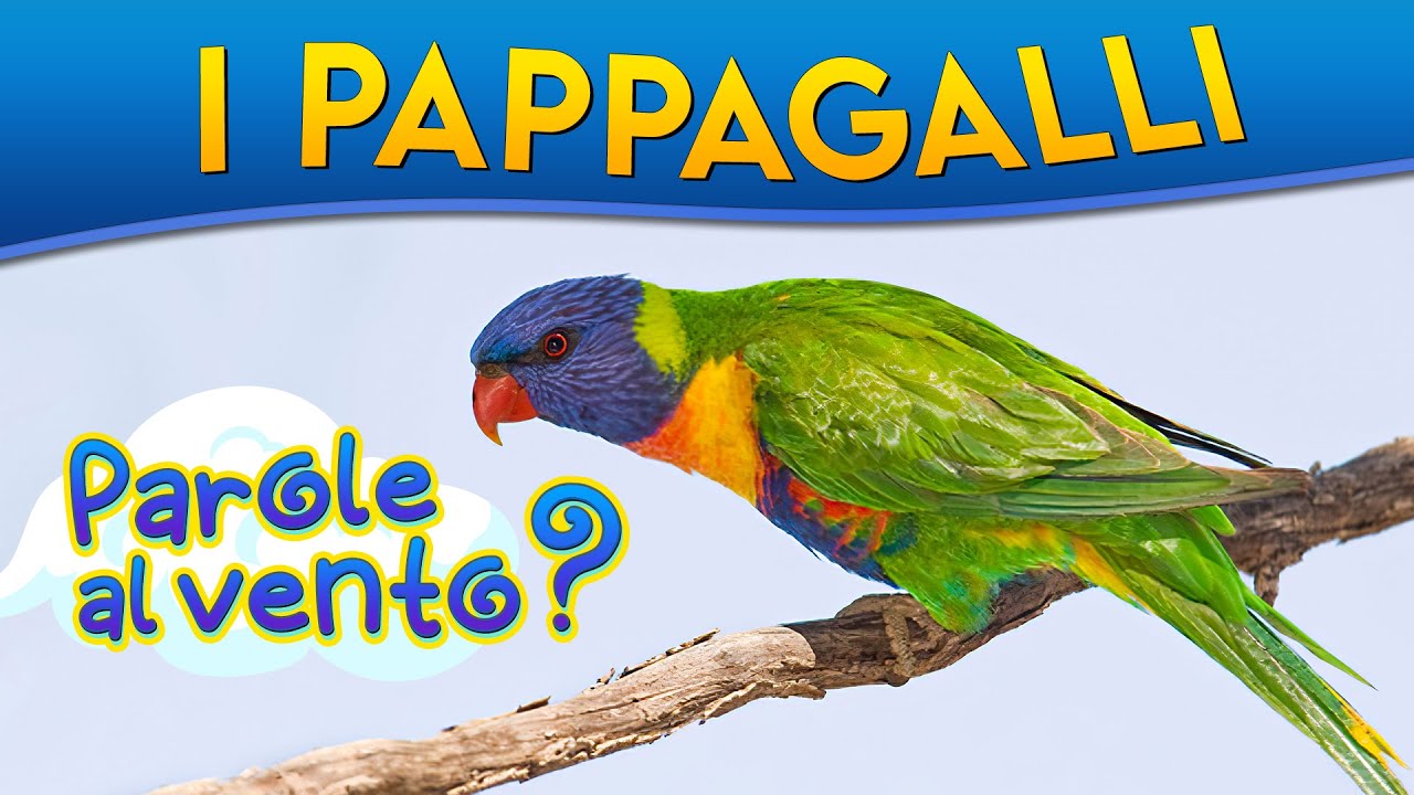 I Pappagalli: parole al vento? ► Puntata 81