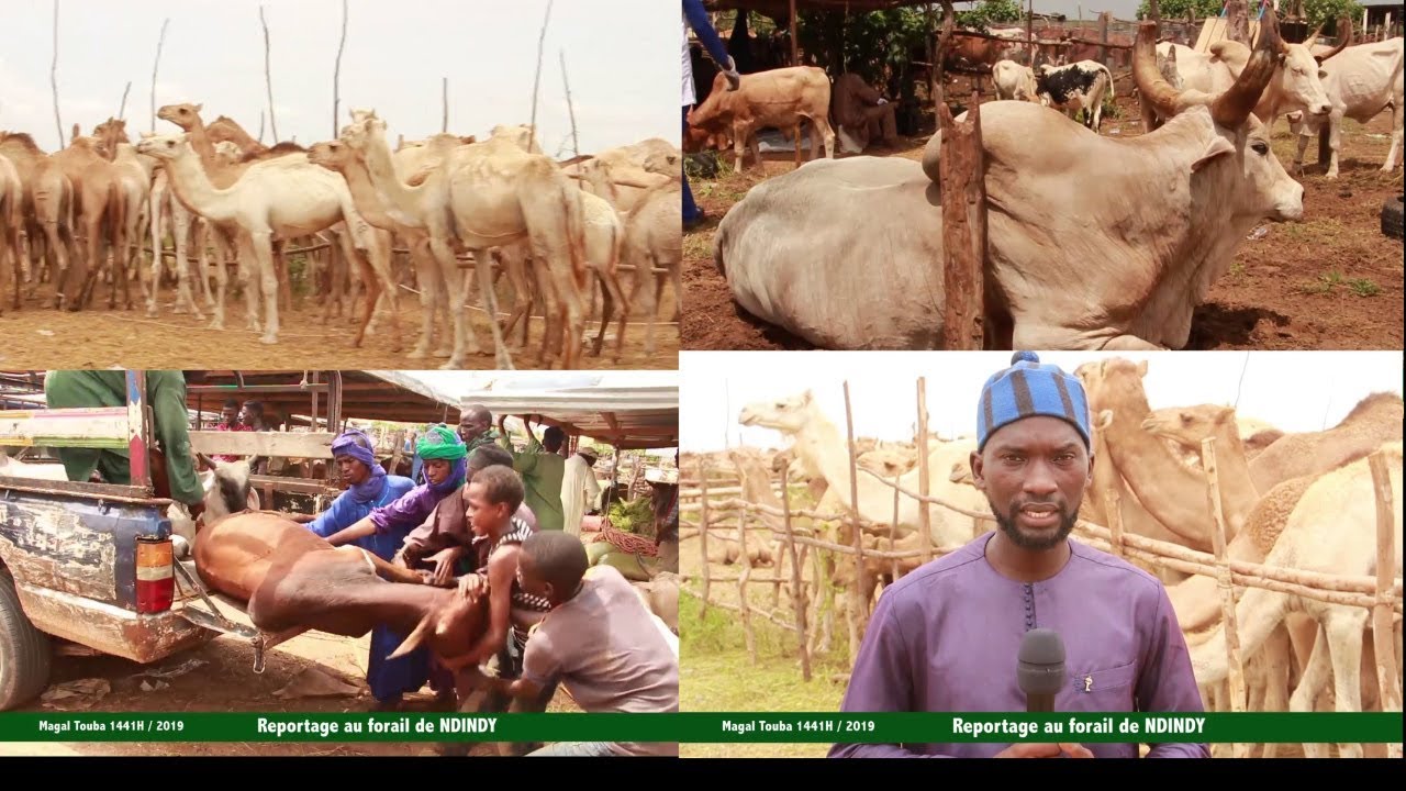 Magal Touba 2019: Reportage au forail 