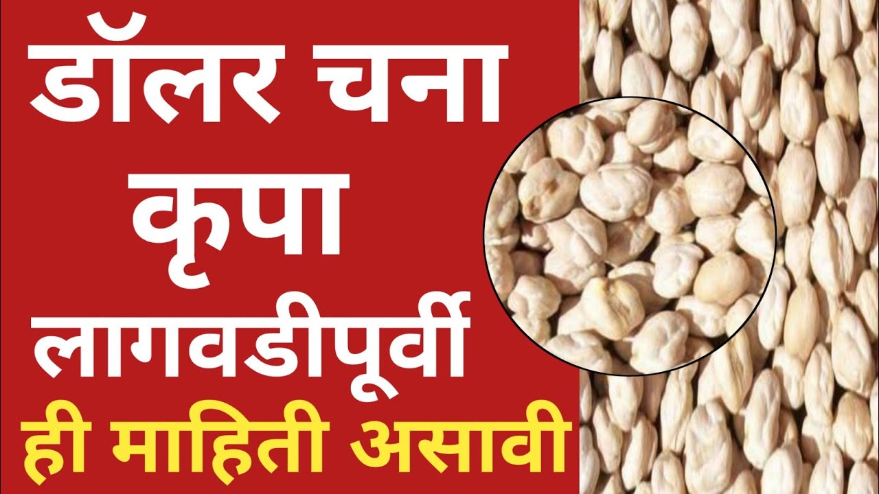 कृपा डॉलर चना l कृपा काबूली हरभरा l krupa harbara l dollar chana l kabuli harbara lagvad l कृपा वान