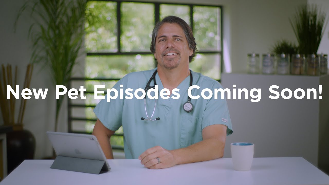 VetVid = Dog and Cat health care videos to keep your pet at their best!