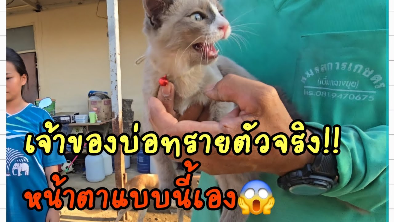 เจ้าของบ่อทรายตัวจริง!! หน้าตาเป็นแบบนี้เอง??😱 #หมาจร #แมวจร #ผู้กองแขกกับแมวจร Vol.2 