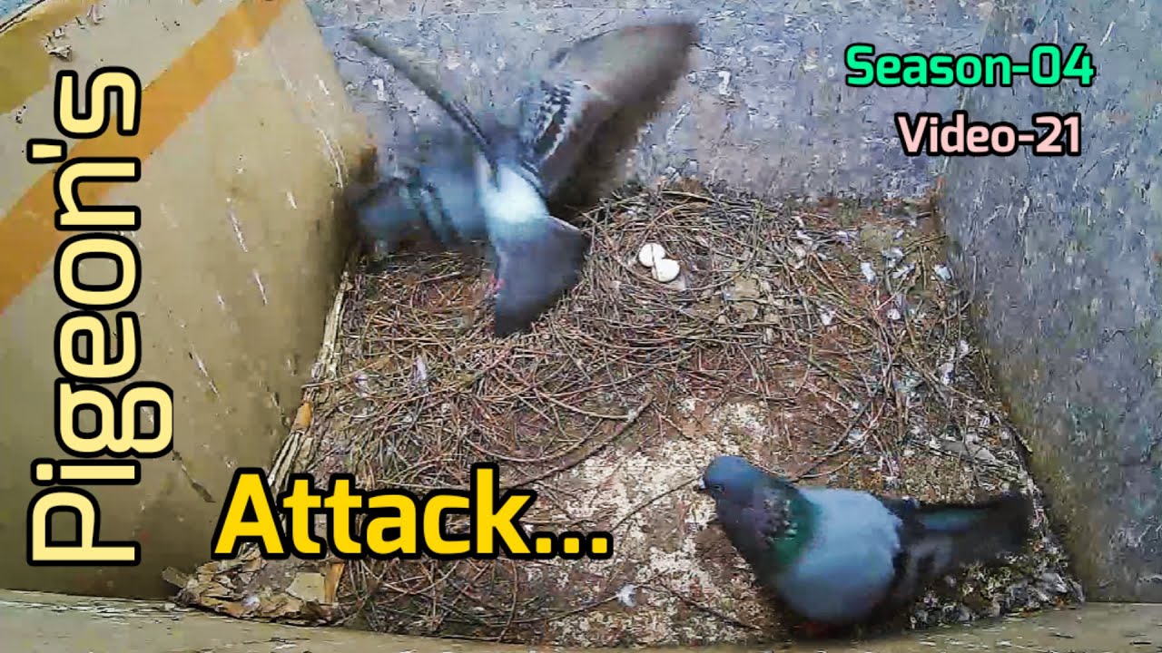 pigeon attack | Video 21 | Season 04...