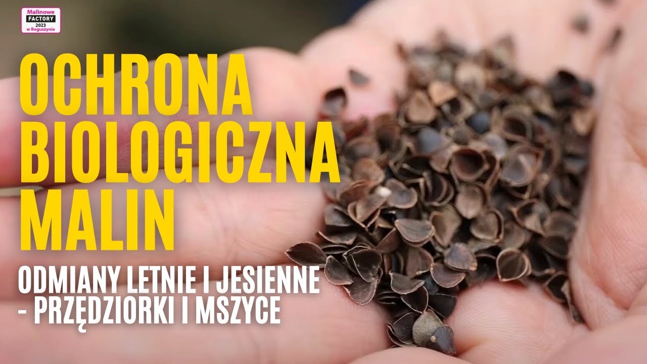 Ochrona biologiczna malin - odmiany letnie i jesienne - przędziorki i mszyce