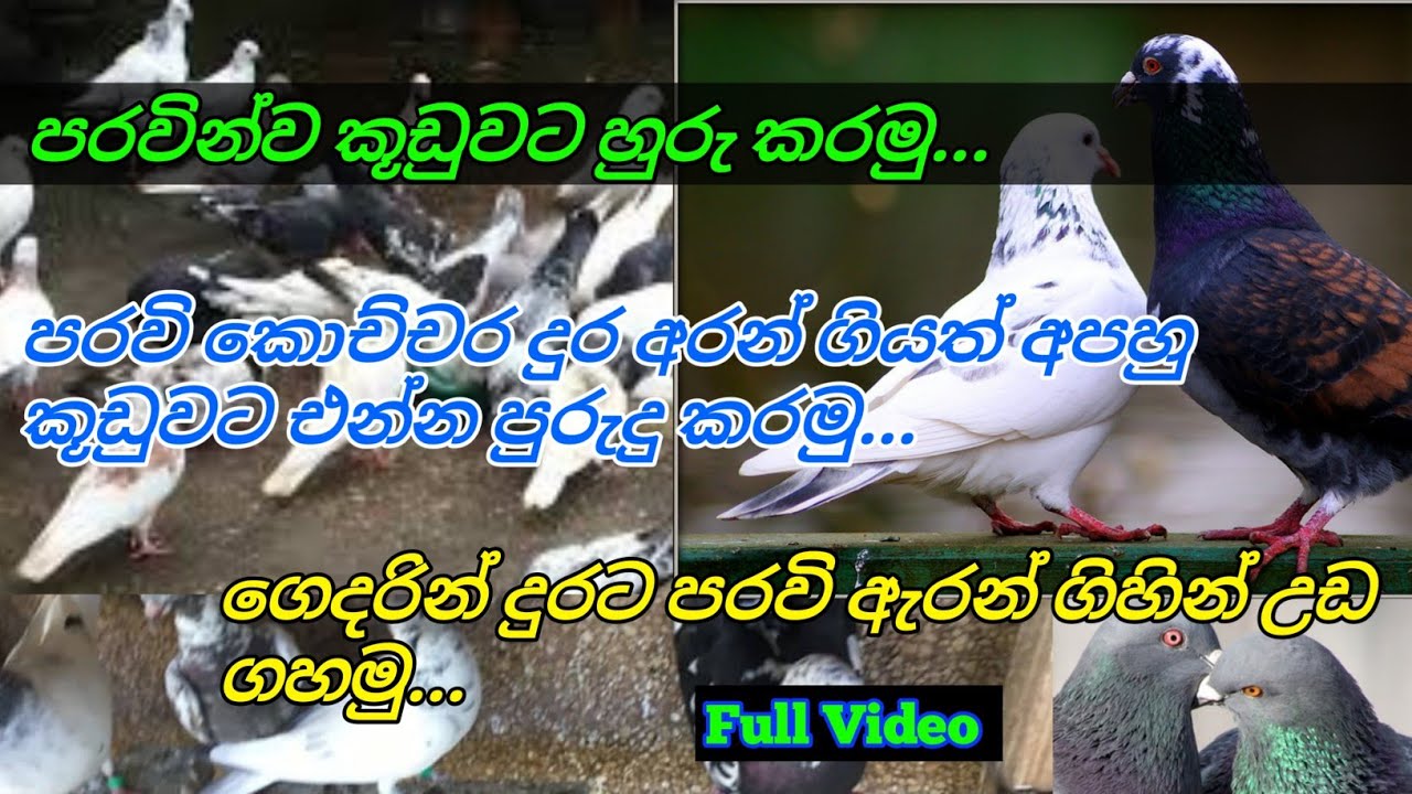 පරවි කූඩුවට හා ගෙදර වහලෙට හුරු කරමු...| Sl Pet Lover | පරවි යයි කියලා බය වෙන්න දෙයක් නෑ....