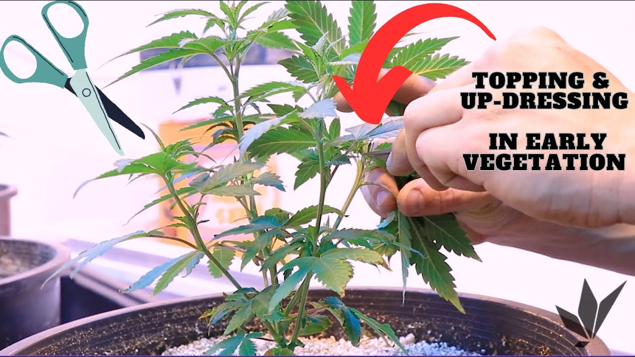 Topping & Up-dressing in Early Vegetation