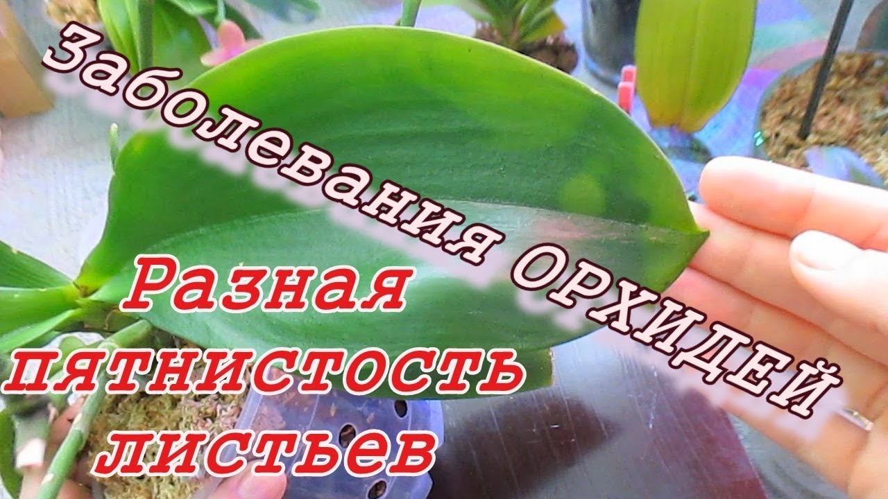 Больные орхидеи. Пятнистости листьев на примере. Собрала всех в кучу для обработки Фитоном.