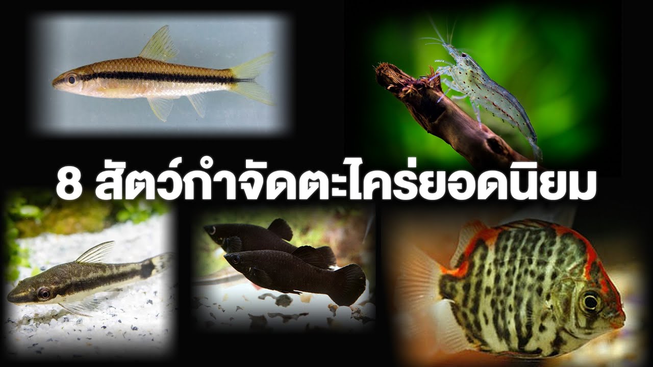 8 สัตว์ตะไคร่ยอดนิยม