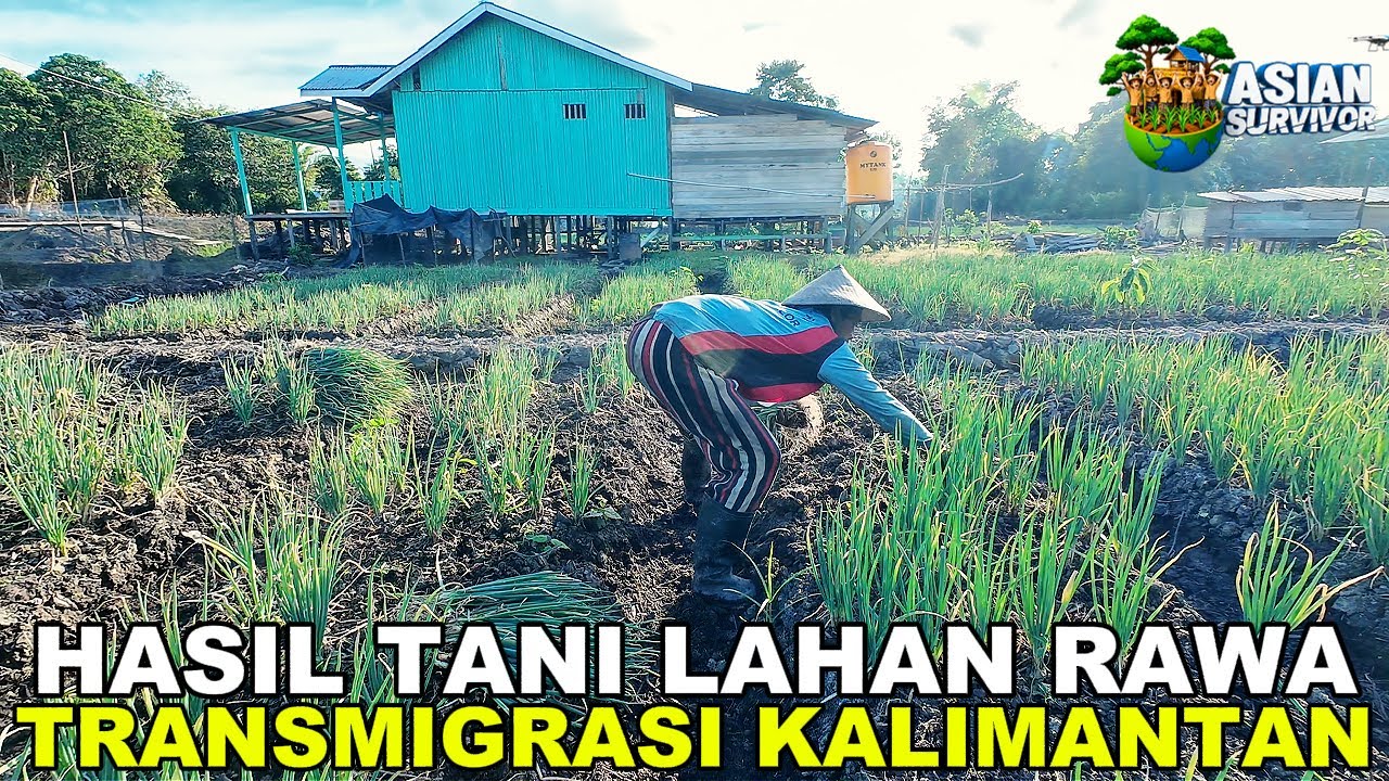 HASIL BERKEBUN DARI LAHAN RAWA TRANSMIGRASI KALIMANTAN UTARA