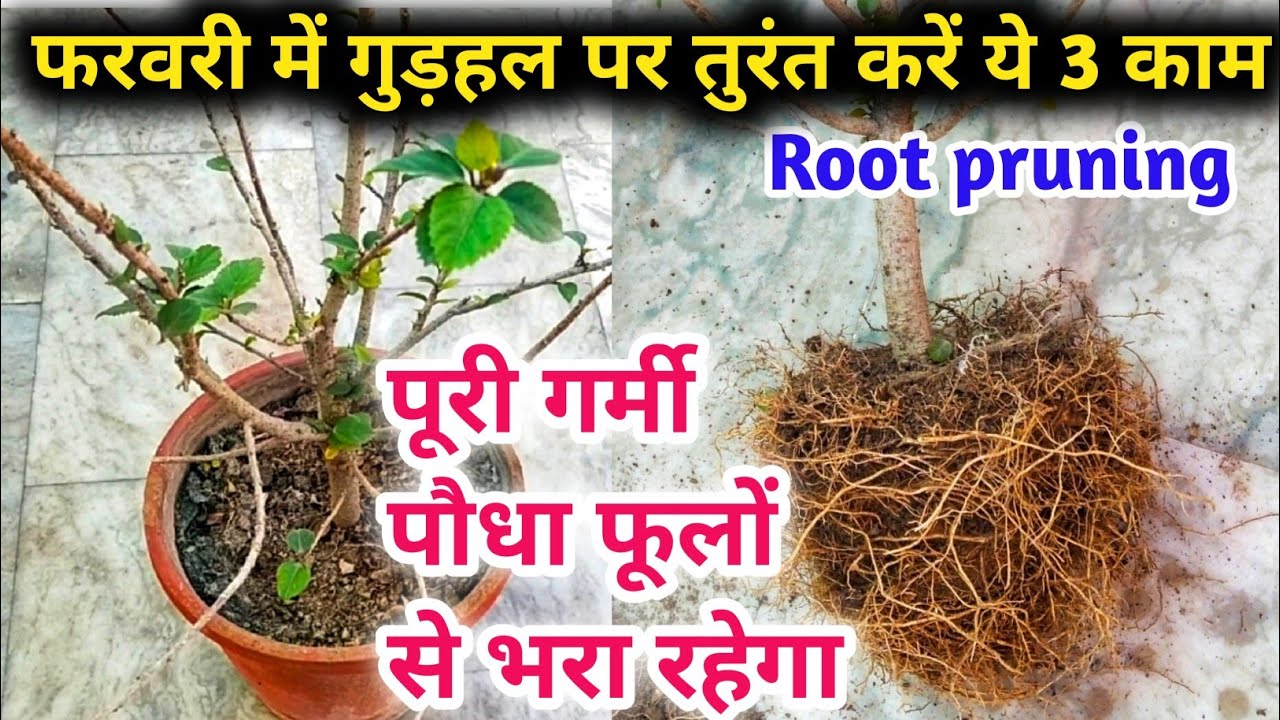 फरवरी में गुड़हल पर तुरंत करें ये 3 काम, पूरी गर्मी पौधा फूलों से भरा रहेगा.Hibiscus plant care.