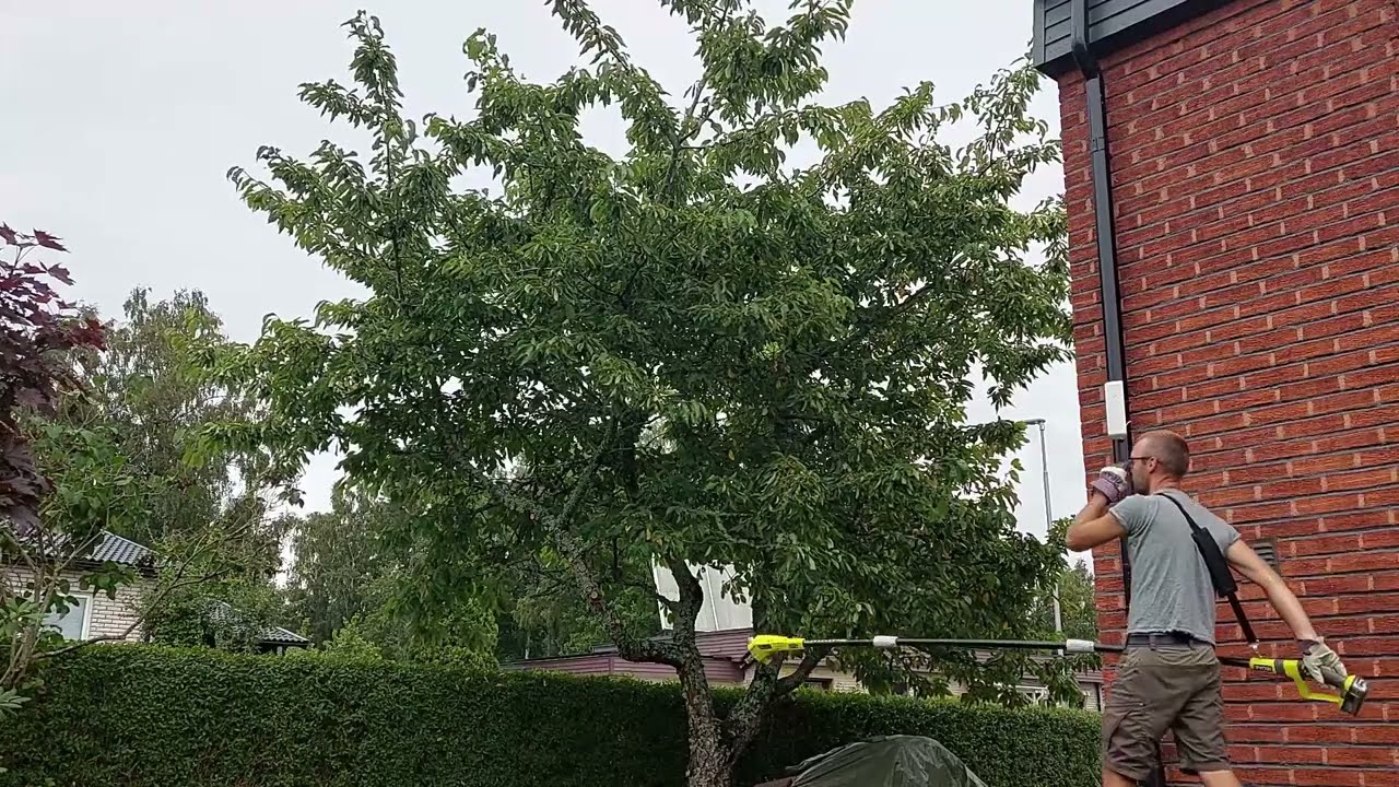 Beskär träd med Ryobi grensåg One+ OPP1820