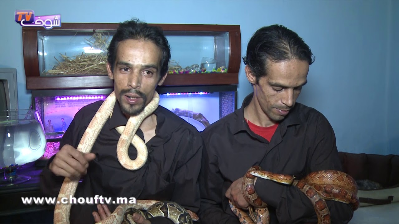 أنا و صاحبي الحيوان..توأم مربيين جميع أنواع الثعابين..