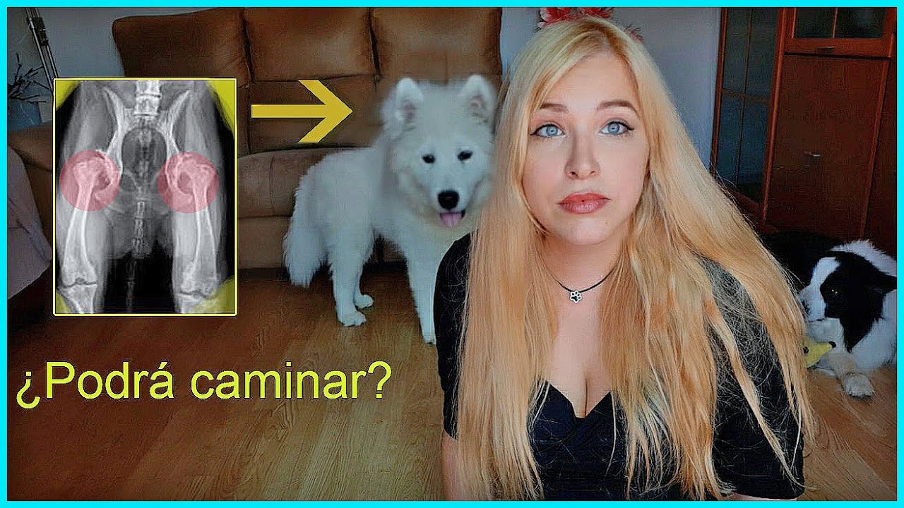 MI NUEVO CACHORRO TIENE DISPLASIA😔. SAMOYEDO CACHORRO 3 meses🐺. Enfermedades hereditarias