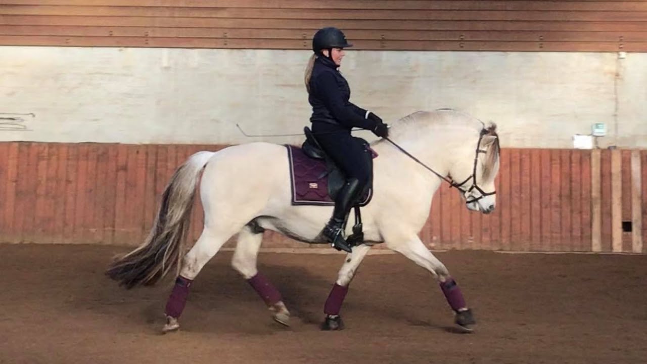 GORGEOUS FJORDHORSE STALLION - doing dressage work with Rubin
