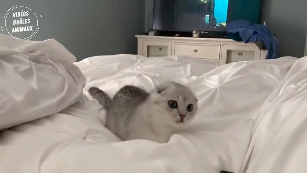 Chaton Mignon | Chaton Dr&ocirc;le | Videos de Dr&ocirc;les et Mignon de Cheins et Chats