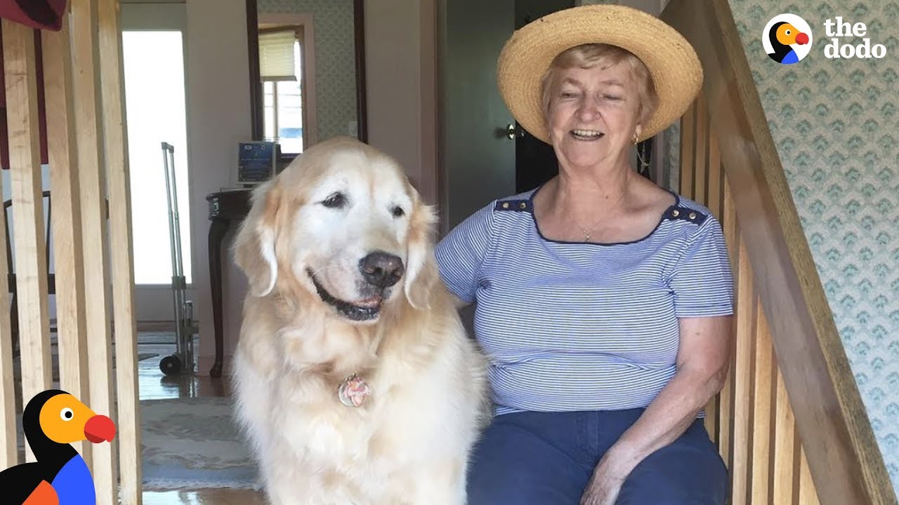 Senior Dog Always Visits His Favorite Neighbor - CHEDDAR | The Dodo