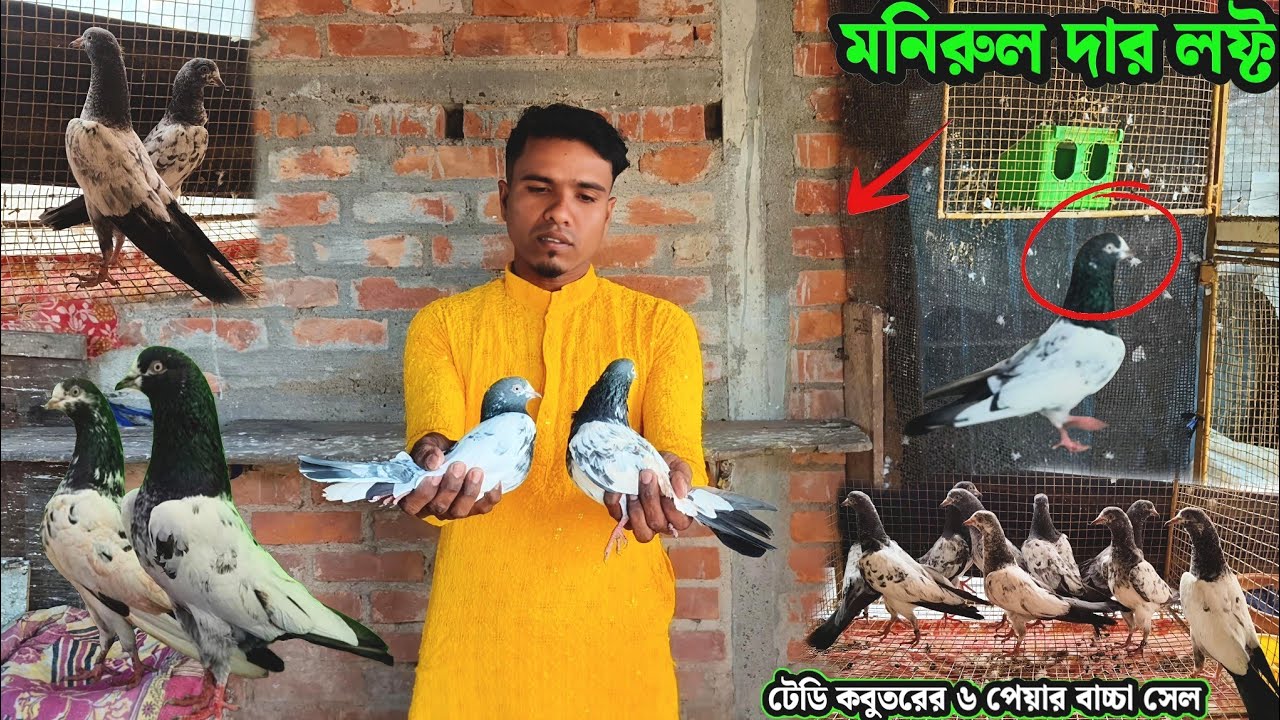 মনিরুল দার লফ্ট | টেডি কবুতরের ৬ পেয়ার বাচ্চা সেল