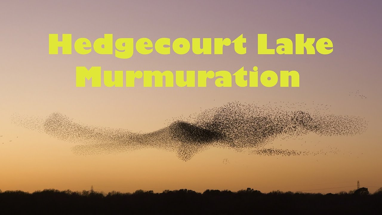 Hedgecourt Lake Murmuration (4K Nature Short)