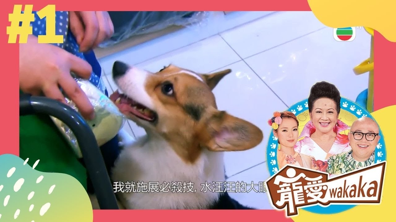 天才狗狗演嘢大會 | 寵愛wakaka | 家燕媽媽、林盛斌、呂慧儀 | TVB 親子節目 | 寵物節目 |