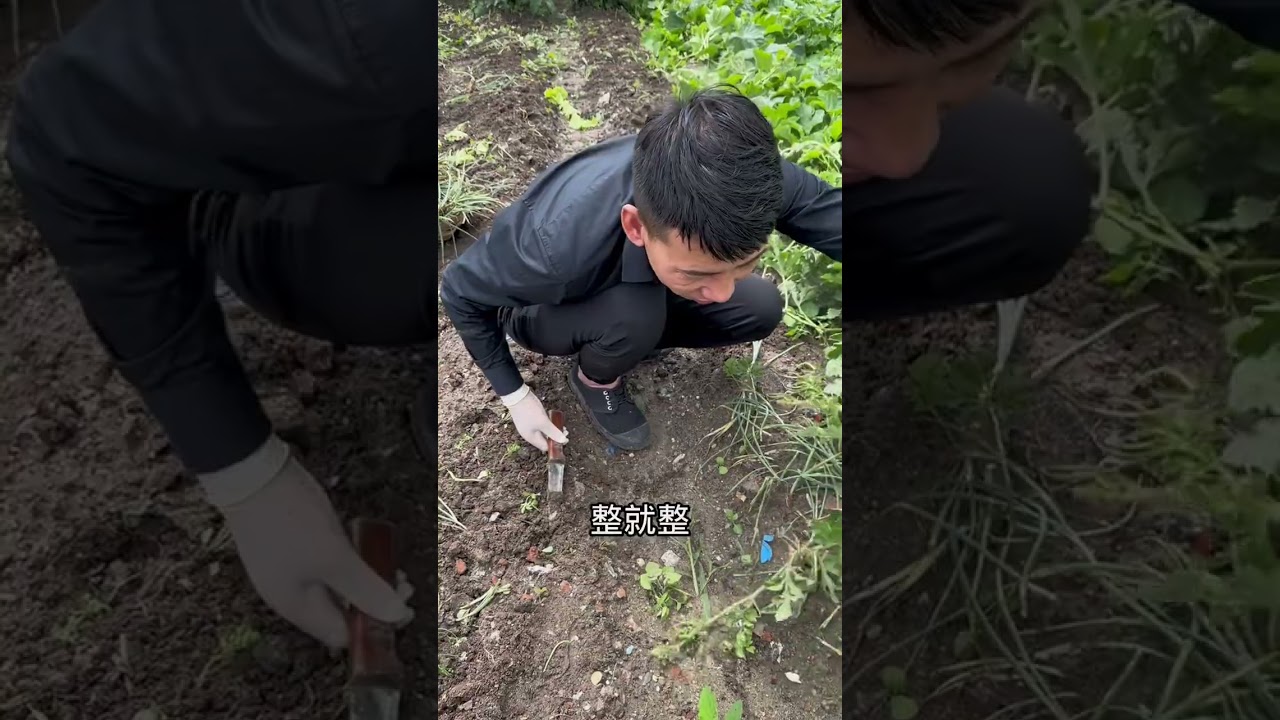 东北农村的幸福生活，把毛葱起了种白菜，老公慢慢锻炼手，加油！#记录我的农村生活 #三农 #新农人计划2023 #记录真实生活 #旧房改造 @抖音小助手