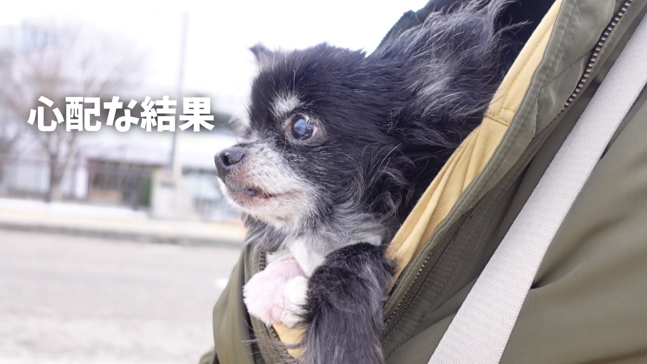 【老犬チワワ】診察で先生から気になる指摘が…慎重に見守ります