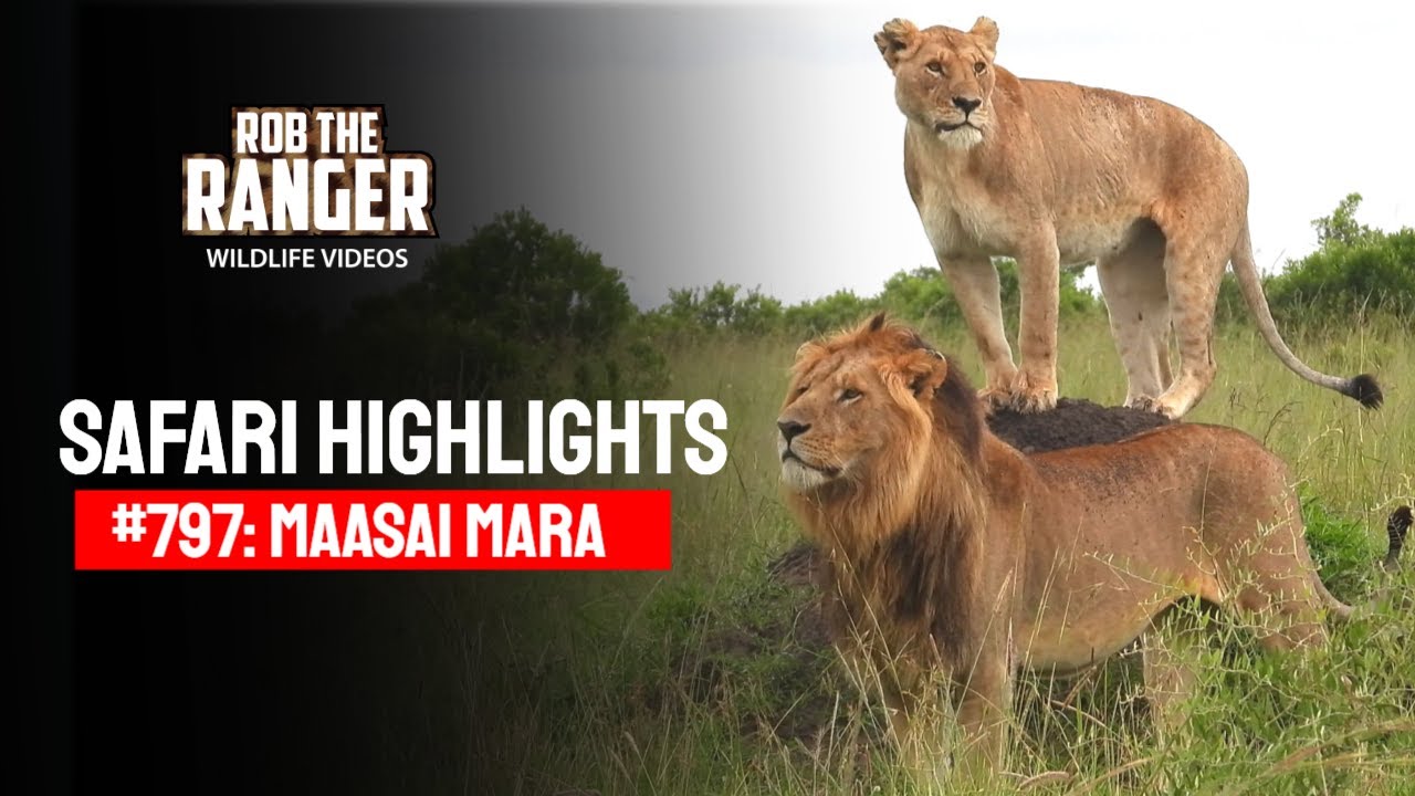 Safari Highlights #797: 01 & 02 December 2024 | Lalashe Maasai Mara | Latest #Wildlife Sightings