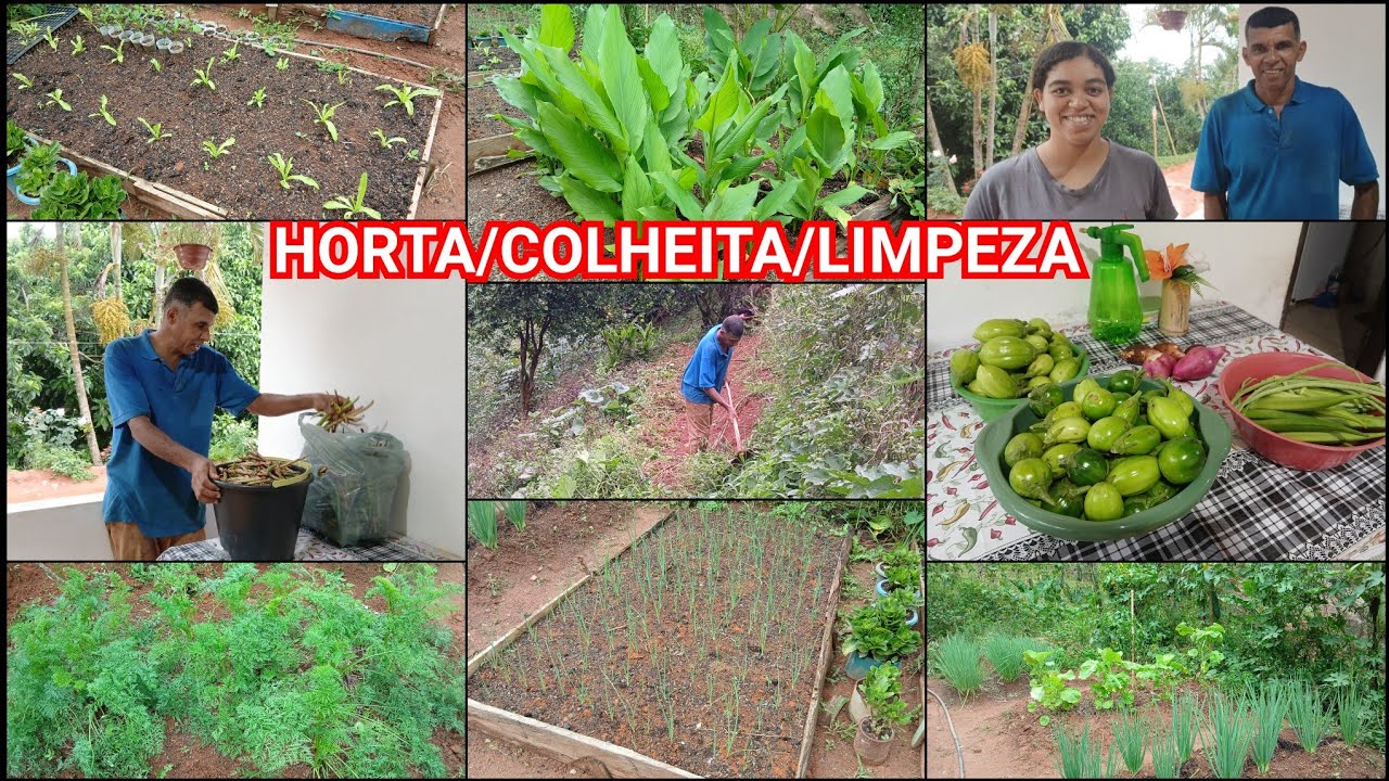 ORGANIZANDO A HORTA,FIZEMOS COLHEITA E MOSTRANDO AS PLANTAS