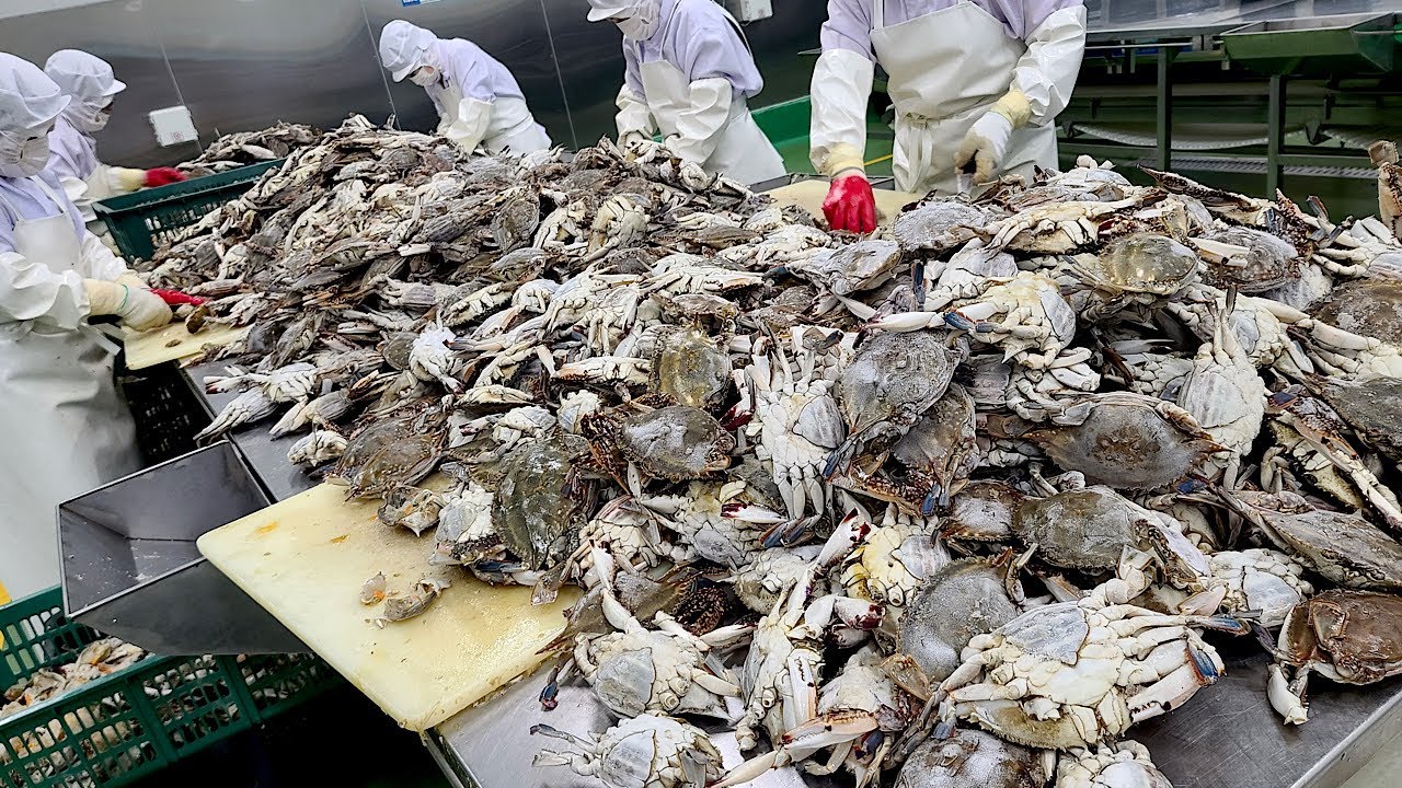 Удивительный процесс массового производства крабов. Крупнейшая крабовая фабрика в Корее
