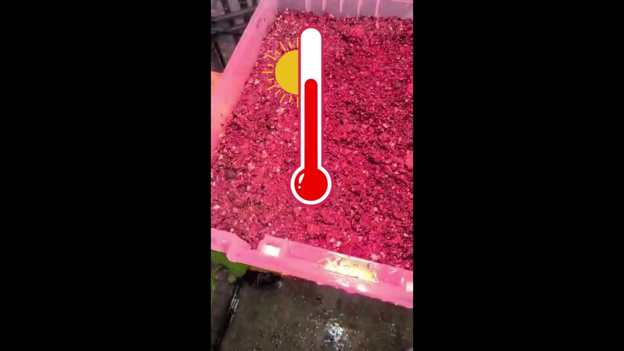 Germinating Trachycarpus (Windmill Seeds)