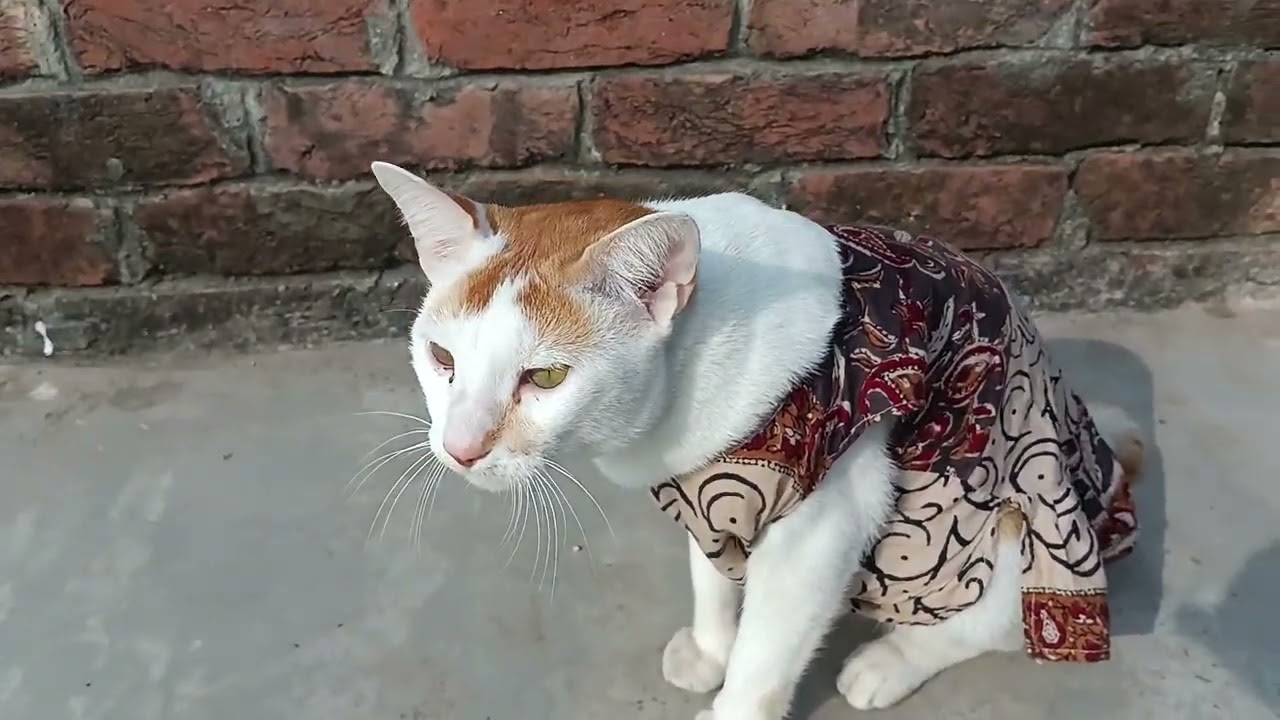 মাসাআল্লাহ হালুম সোনা। 💕