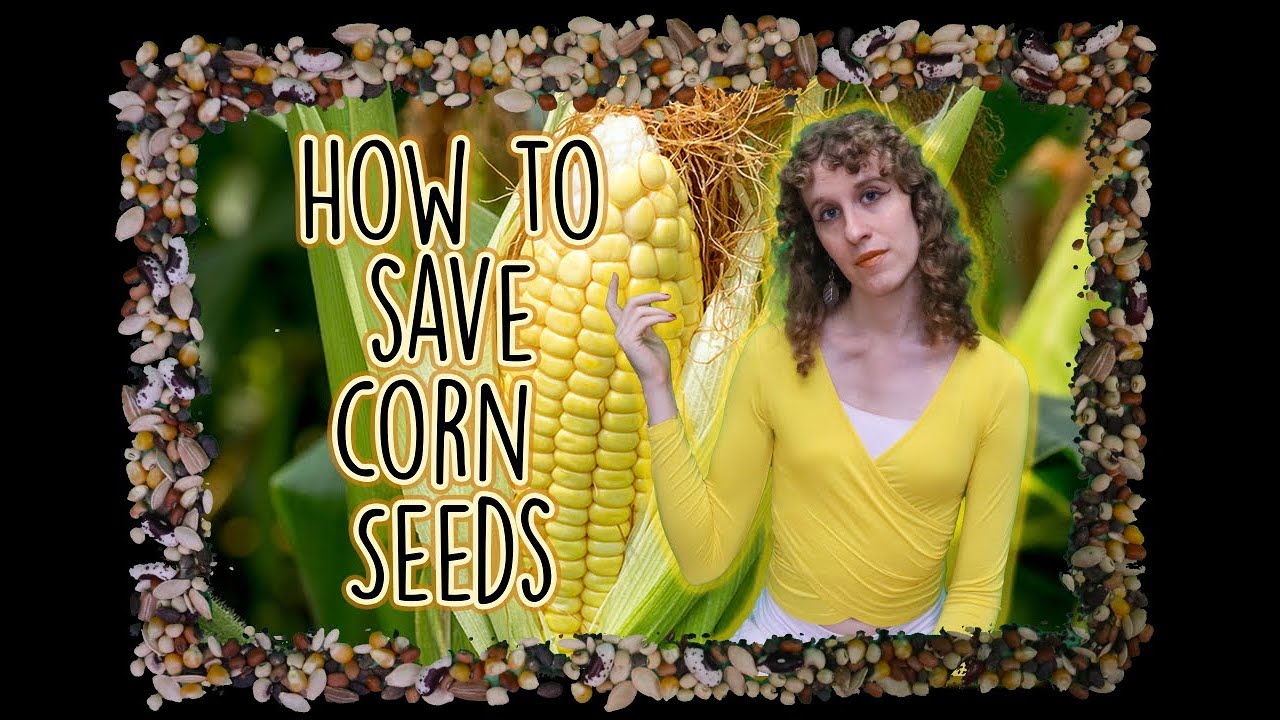 Corn Seed video clip