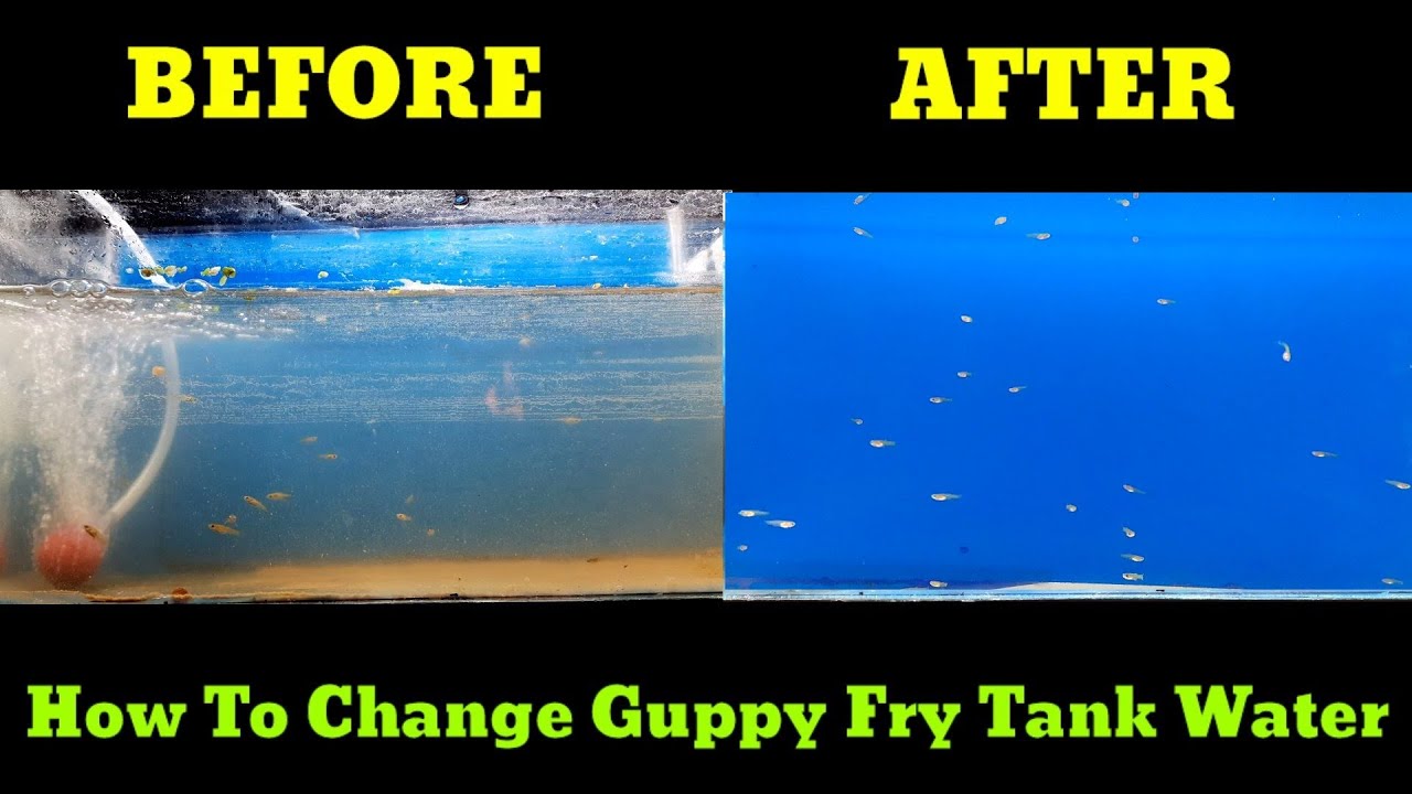 How To Change Guppy Fry Tank Water