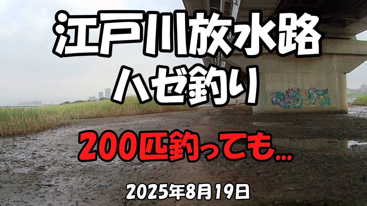 【釣り】江戸川放水路ハゼ釣り（2025年8月19日）