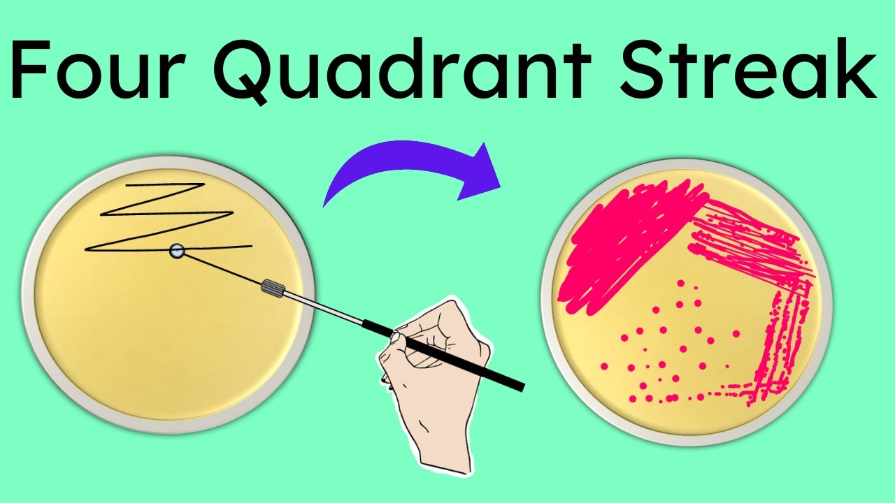 Four Quadrant streak method of isolation | Part 3