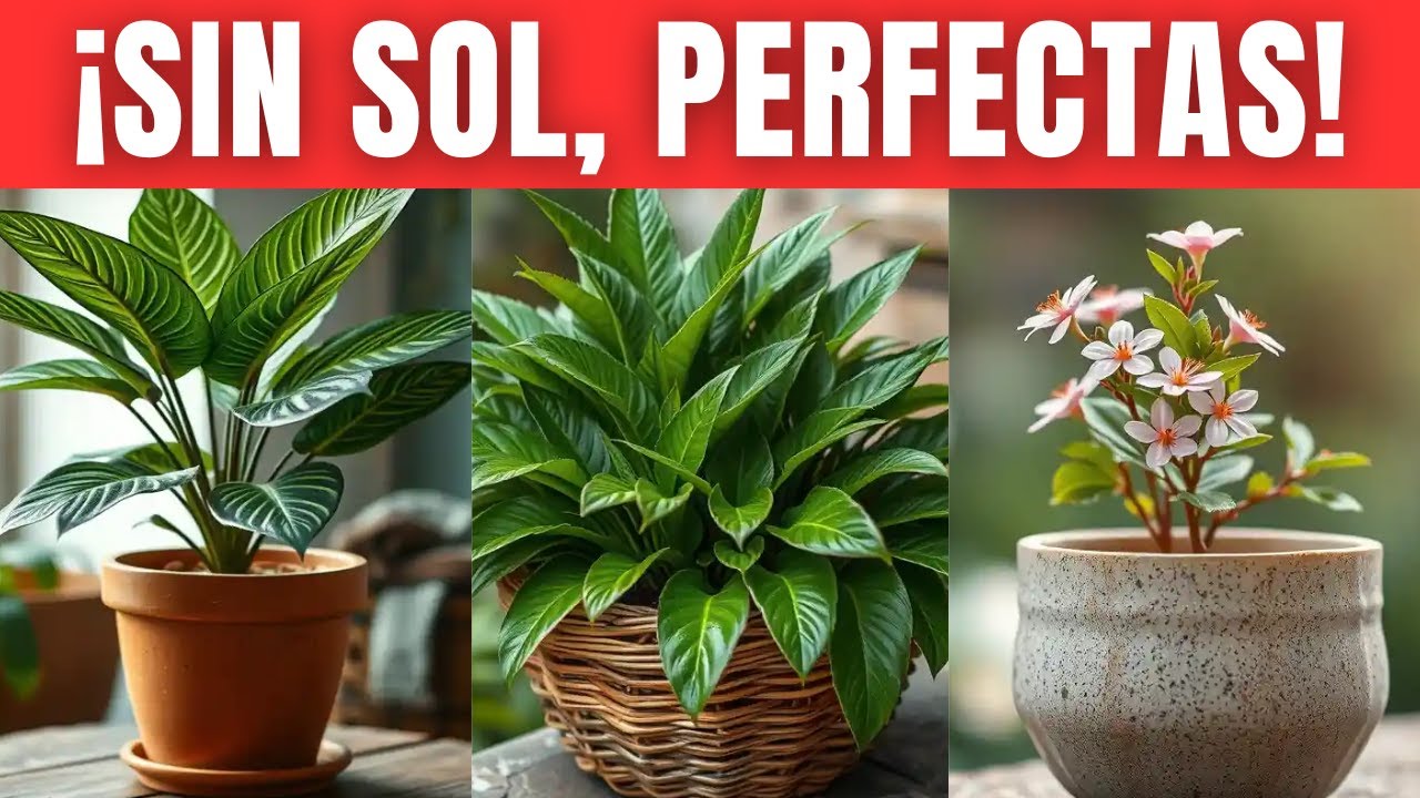 17 PLANTAS de INTERIOR que CRECEN SIN SOL y se ven INCRE&Iacute;BLES